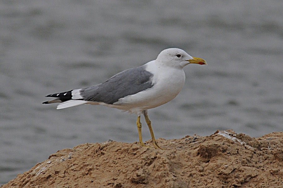 Adult sea gull Adult sea gull you cannot